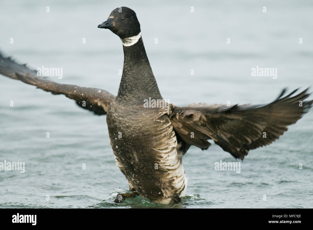 Pacific Black Brant (Branta bernicla nigricans) Puget Sound, Washington MARCH Stock Photo