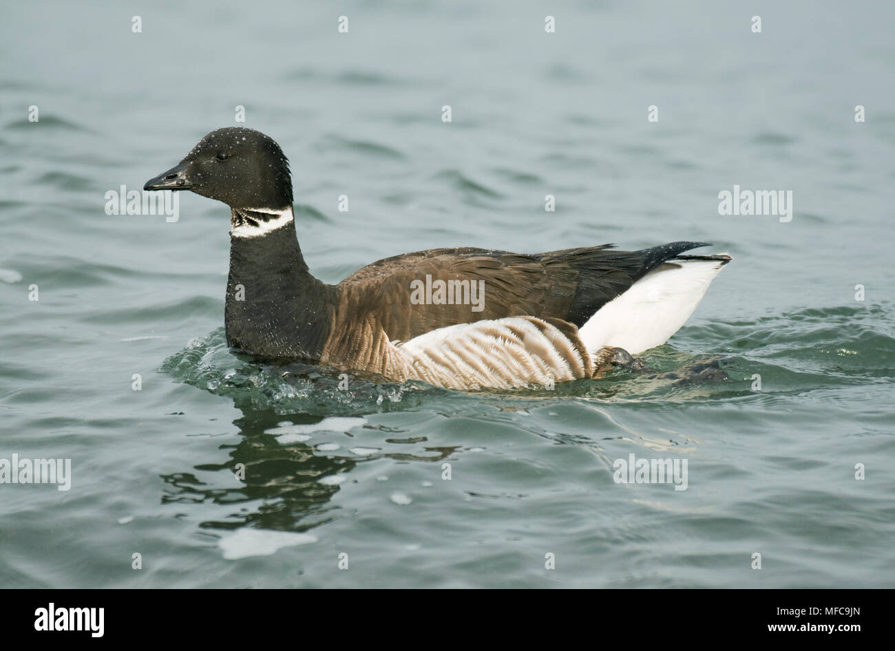 Pacific Black Brant (Branta bernicla nigricans) Puget Sound, Washington MARCH Stock Photo