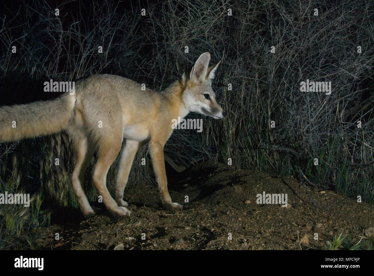 San Joaquin Kit Fox (Vulpes macrotis mutica) WILD, Carrizo Plain National Monument, California ENDANGERED Stock Photo