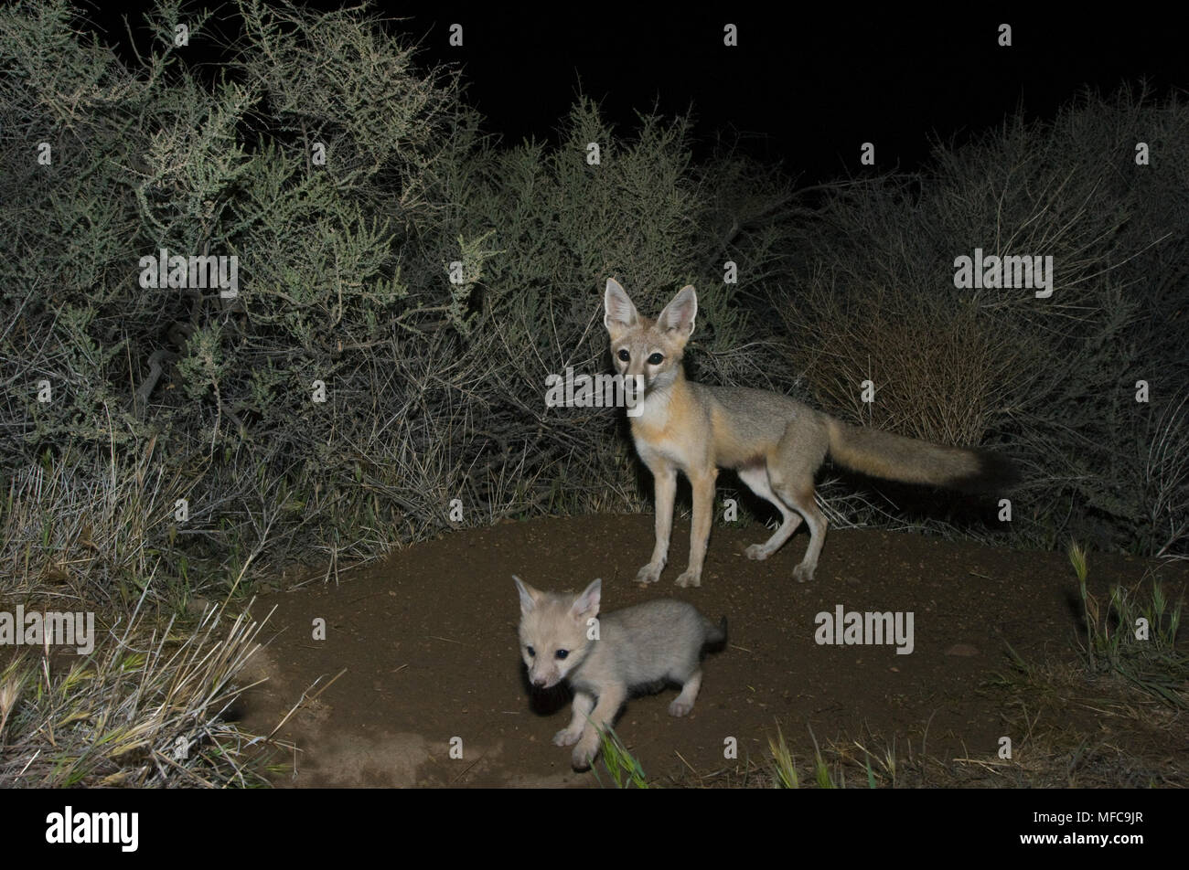 San Joaquin Kit Fox (Vulpes macrotis mutica) Adult with young pup, Carrizo Plain, California ENDANGERED : Nighttime Camera Trap Stock Photo