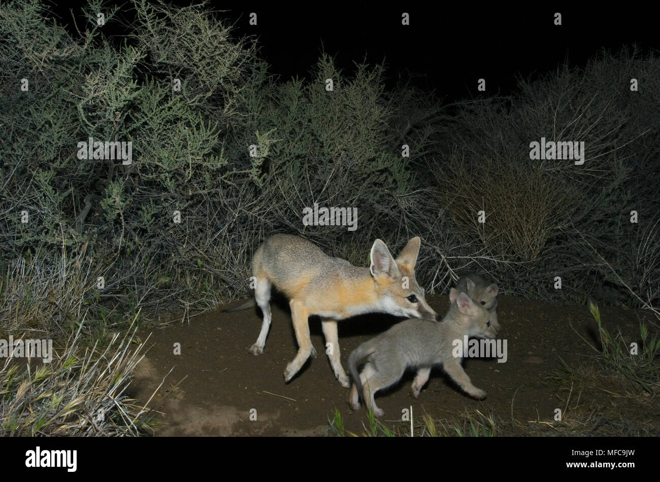 San Joaquin Kit Fox (Vulpes macrotis mutica) Adult with young pups, Carrizo Plain National Monument, California ENDANDERED : Nighttime Camera Trap pho Stock Photo