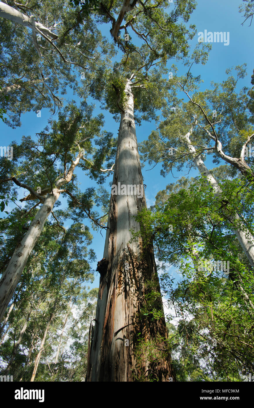 Giant Karri Trees (Eucalyptus diversicolor) Big Tree Grove, up to 90