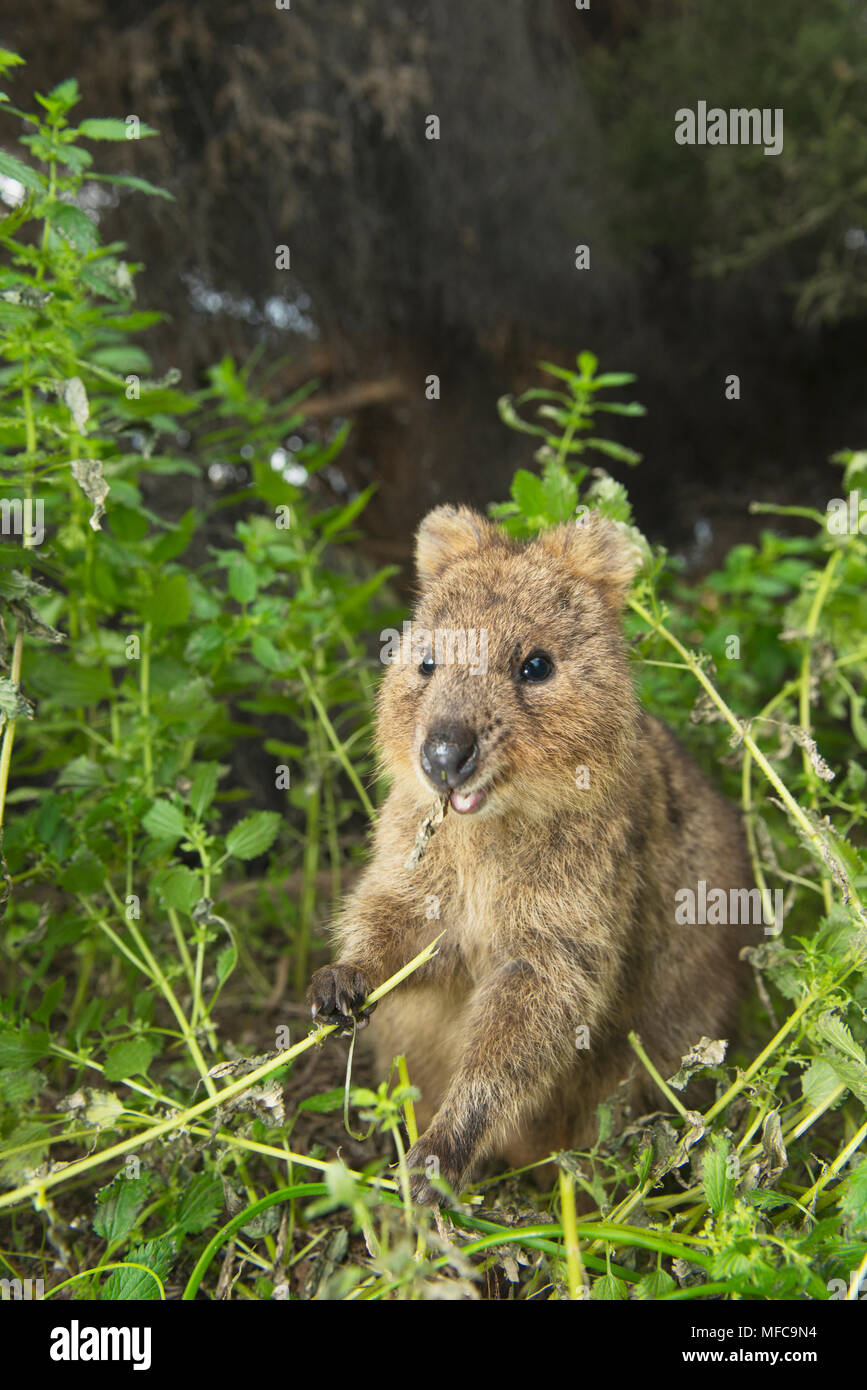 Quokka (Setonix brachyurus) Rottnest Island, Perth, Western Australia, ENDANGERED Stock Photo
