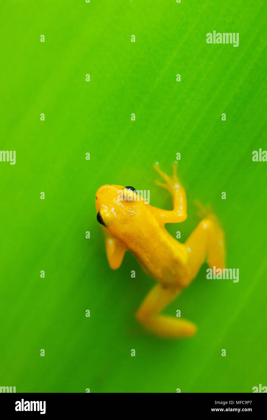 Golden Rocket Frog ( Anomaloglossus beebei), Endemic to giant tank bromeliad plants. Kaieteur Falls, Kaieteur National Park, Guyana Stock Photo