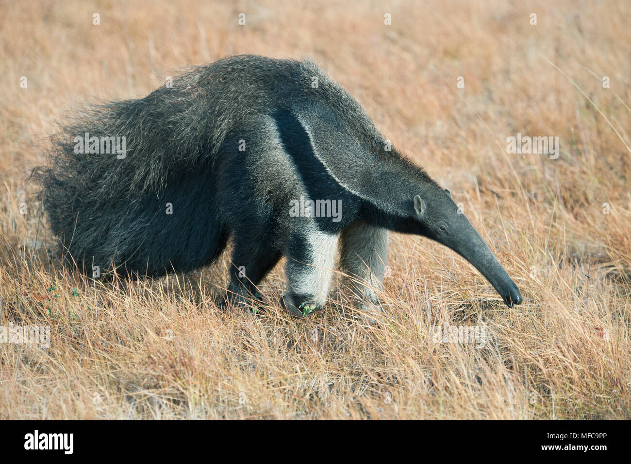 Giant Anteater (Myrmecophaga tridactyla) Rupununi Savannah, Karanambu ...