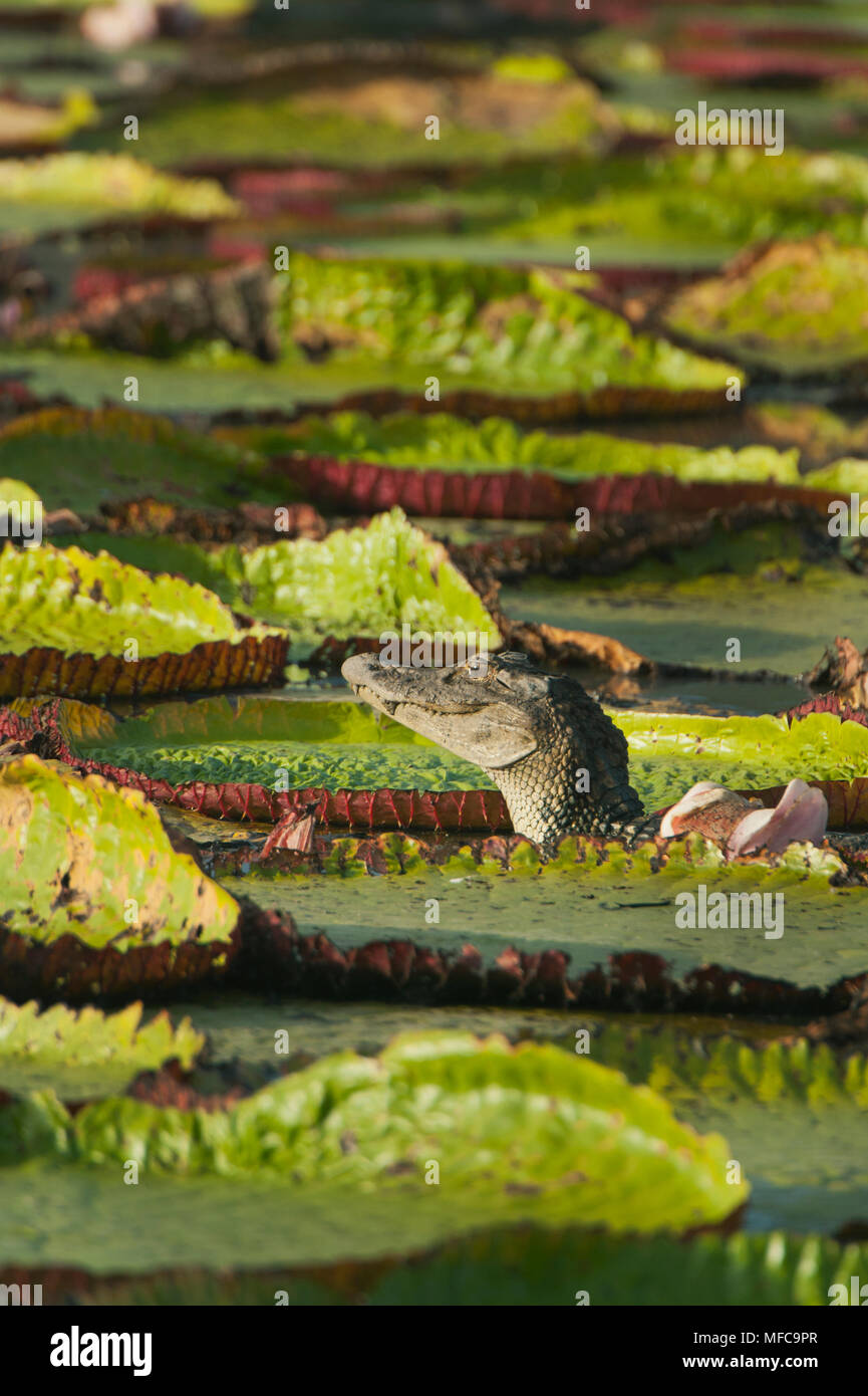 Black Caiman (Melanosuchus niger) among giant water lilies, Rupununi ...