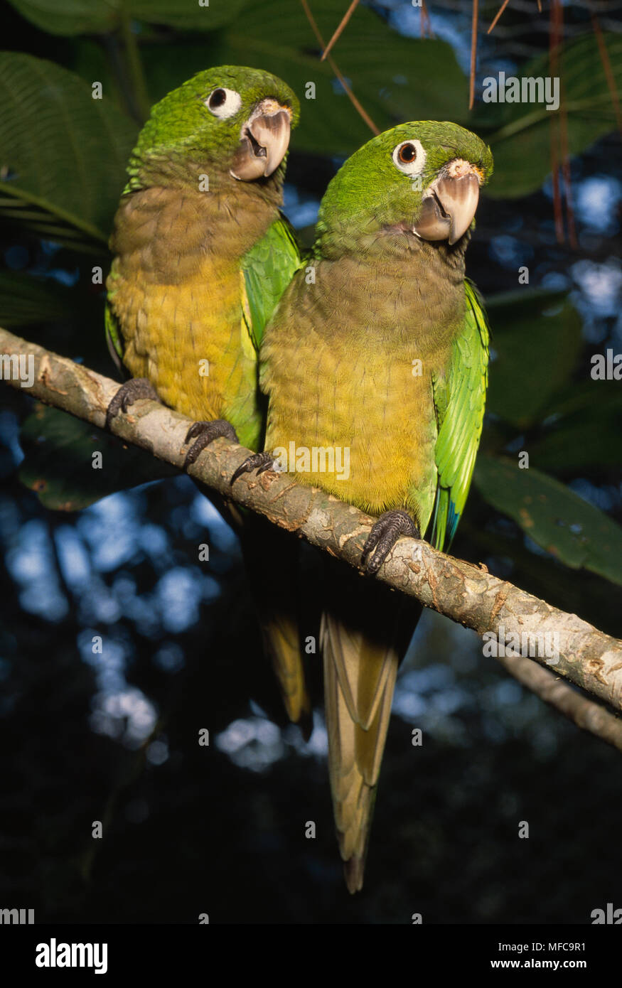 OLIVE-THROATED PARAKEET pair Arantinga nana Southern Mexico. Stock Photo