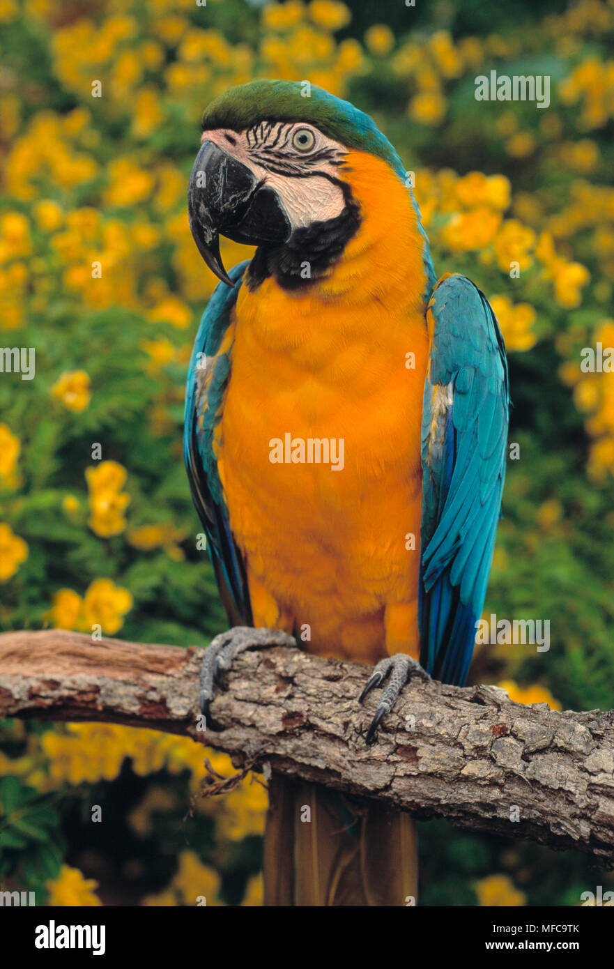 Genoplive prioritet Skyldfølelse BLUE & YELLOW MACAW Ara ararauna Amazonas, Peru Stock Photo - Alamy