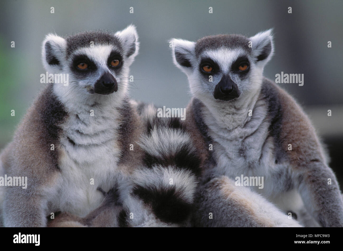 RING-TAILED LEMURS Lemur catta Madagascar Stock Photo