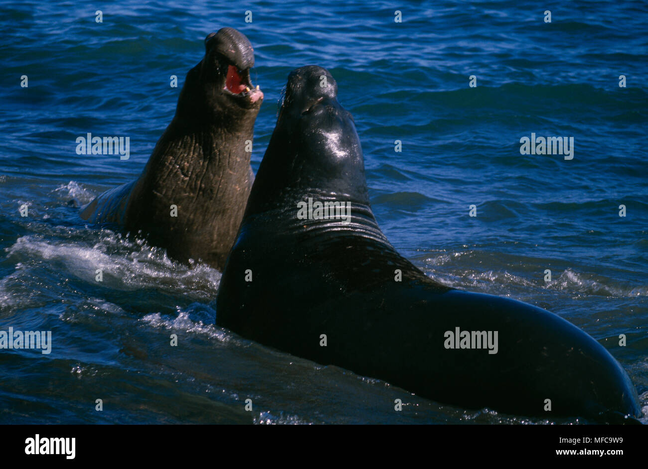 NORTHERN ELEPHANT SEAL   Mirounga angustirostris two males fighting in water, Farallon Islands, California, USA Stock Photo