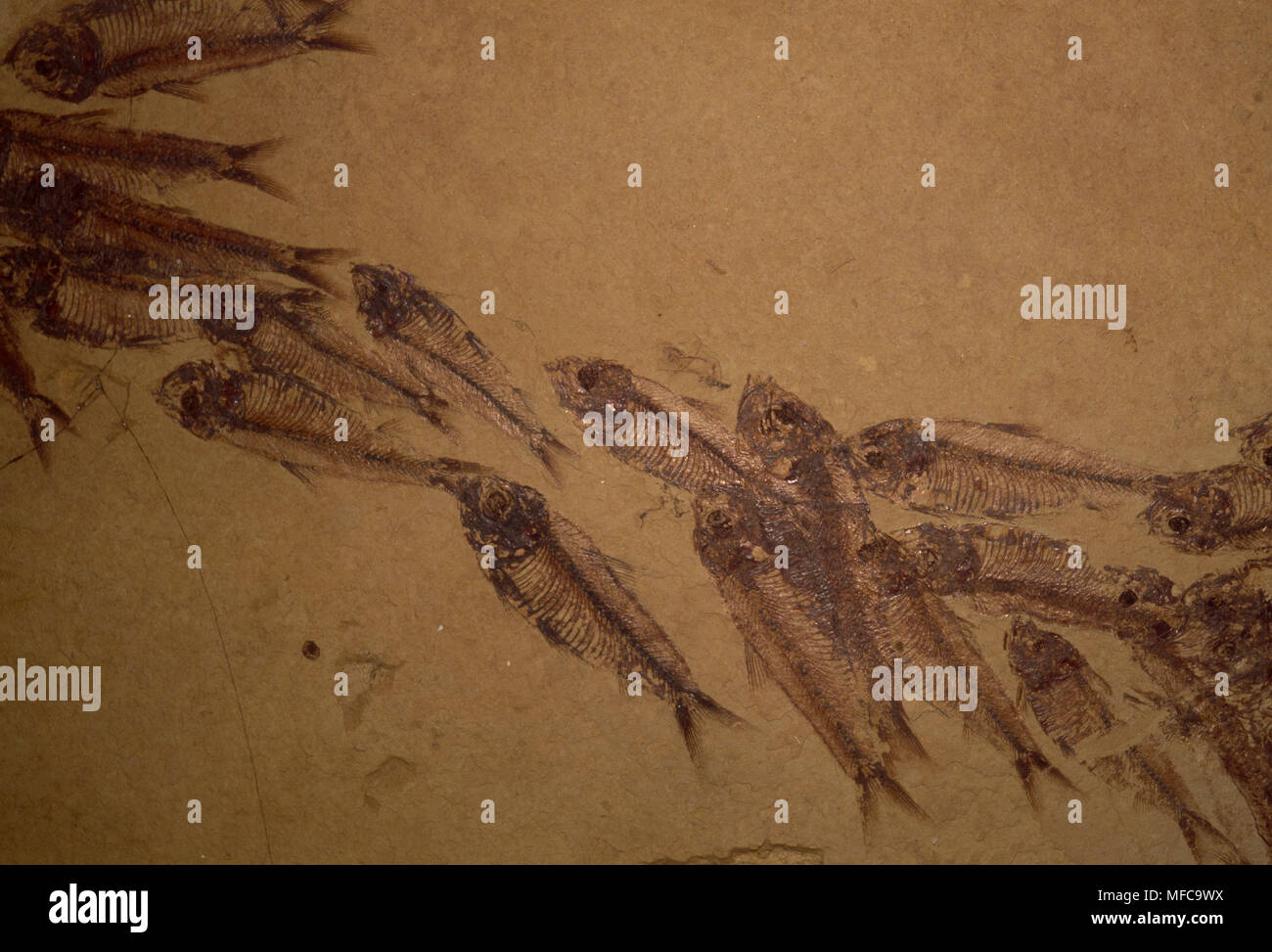 FISH SHOAL FOSSILS Knightia sp. Eocene period (50m years old)   Wyoming, USA Stock Photo
