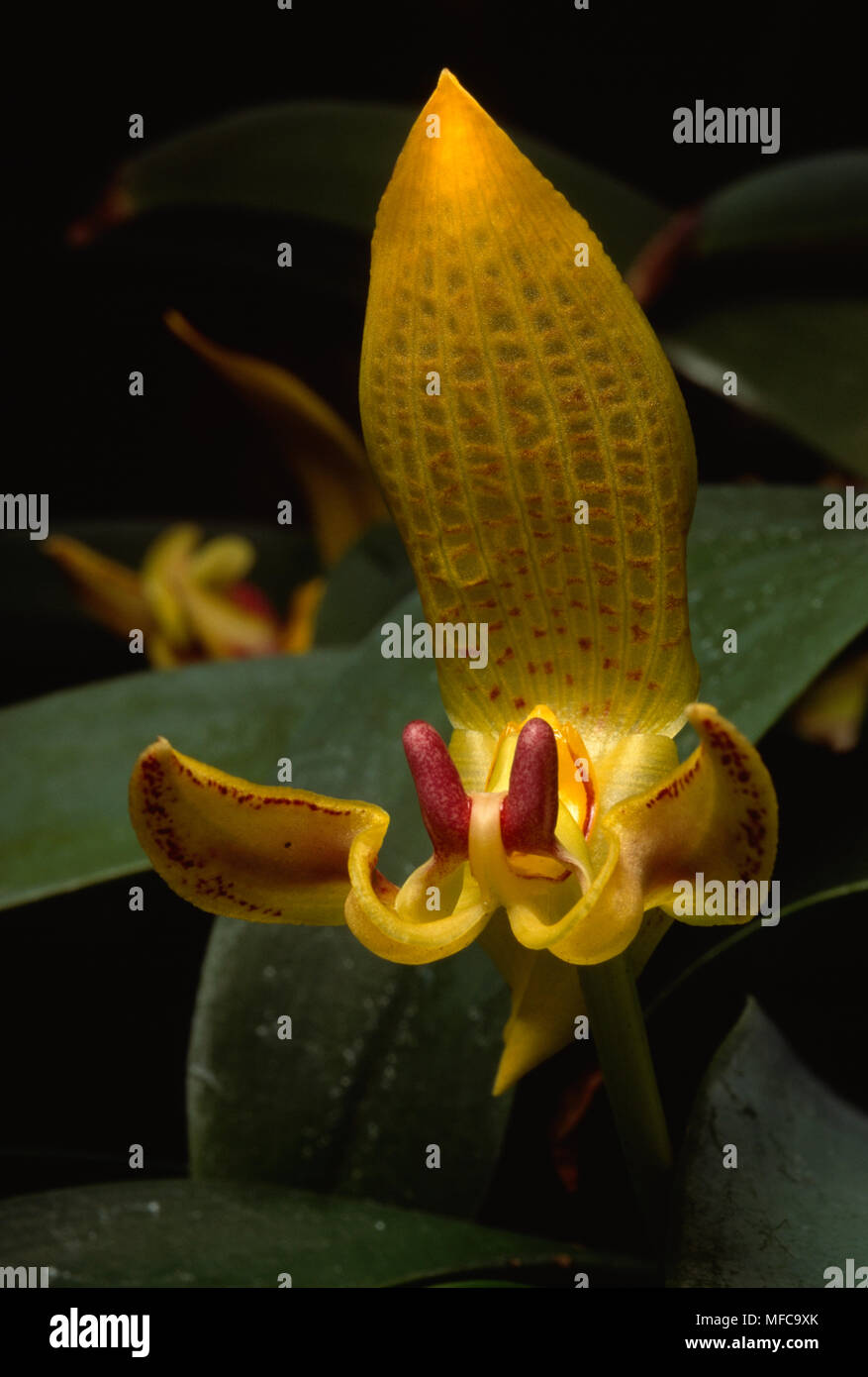 ORCHID  Bulbophyllum dearii  Borneo Stock Photo
