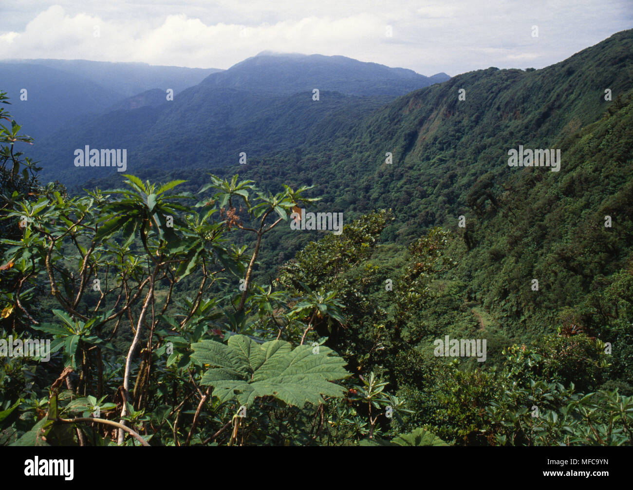 RAINFOREST scenic  Cordillera de Tilaran Monteverde,  Costa Rica Stock Photo