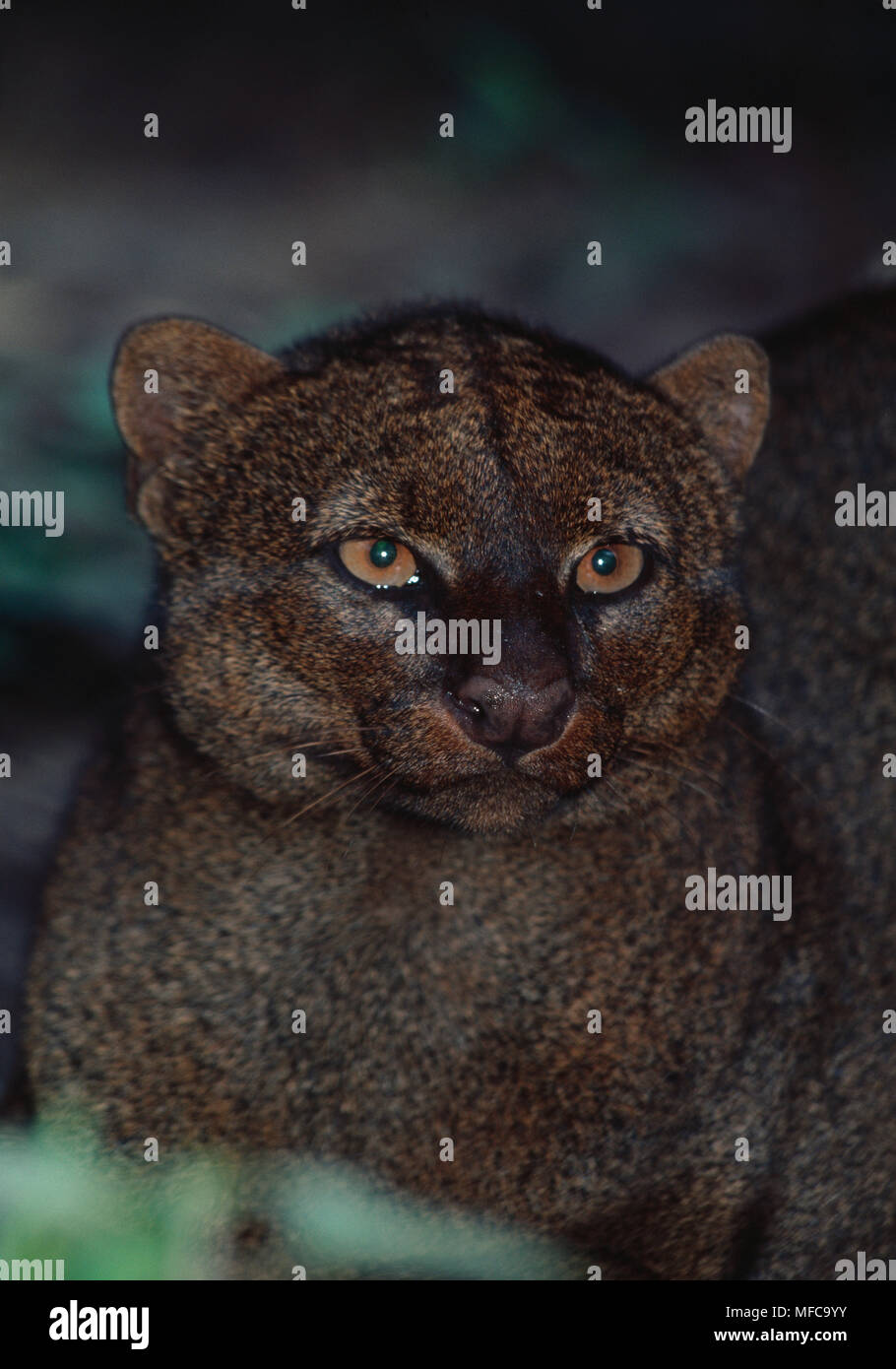 JAGUARUNDI face detail Felis yagouaroundi Native to Central & South
