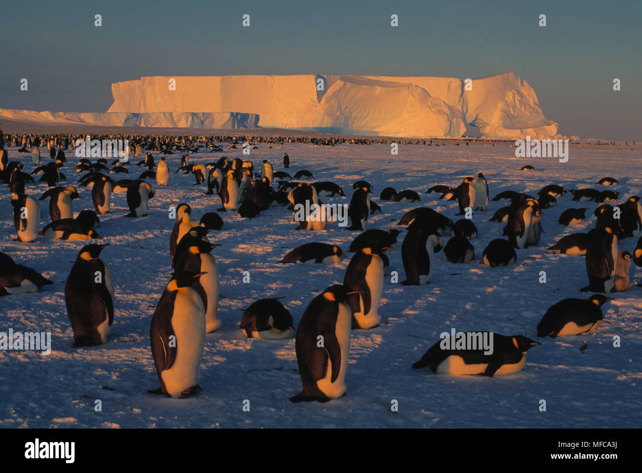EMPEROR PENGUINS Aptenodytes forsteri group, Atka Bay, Antarctica Stock