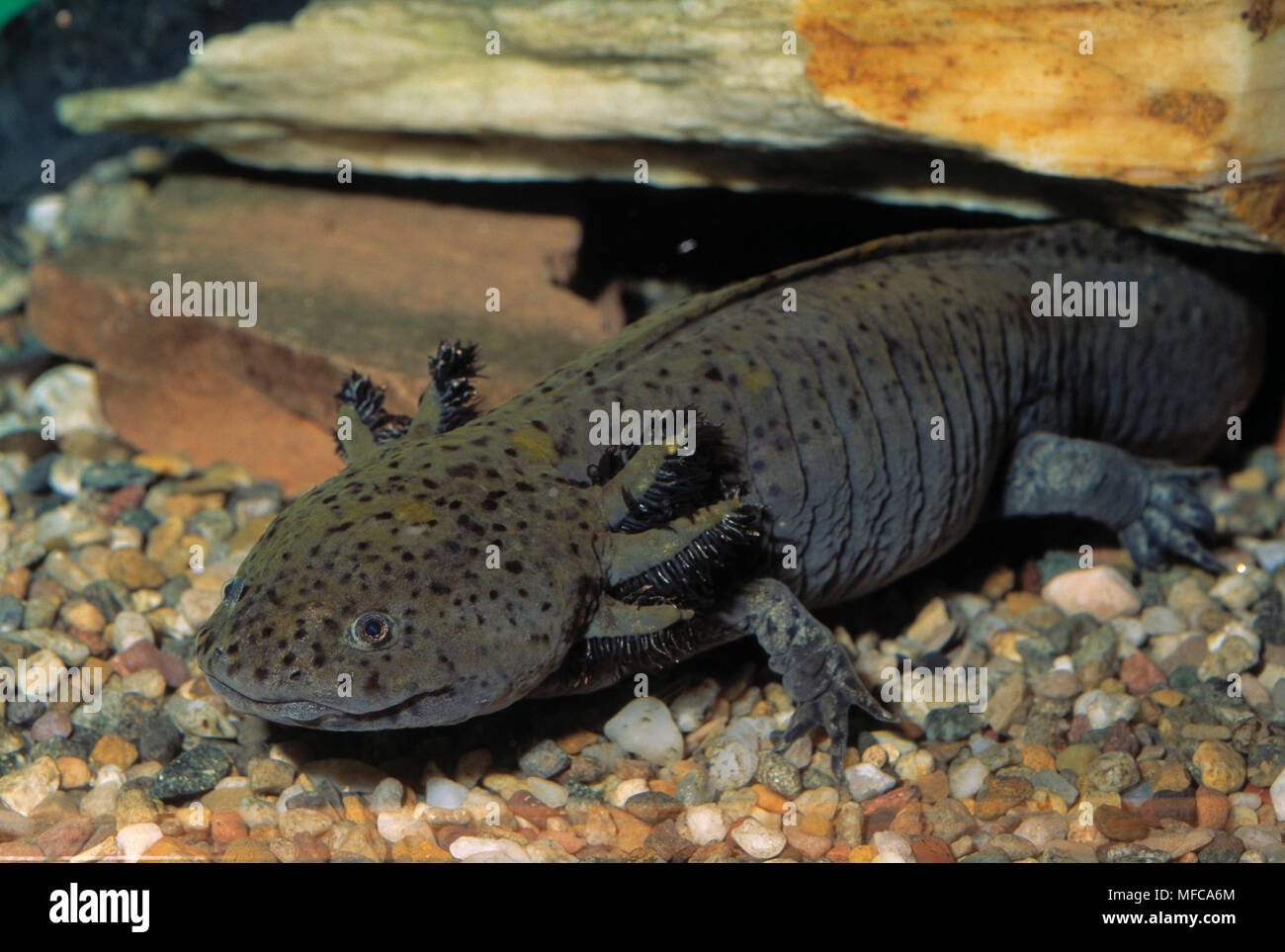 mexican-axolotl-ambystoma-mexicanum-immature-aquatic-stage-displays