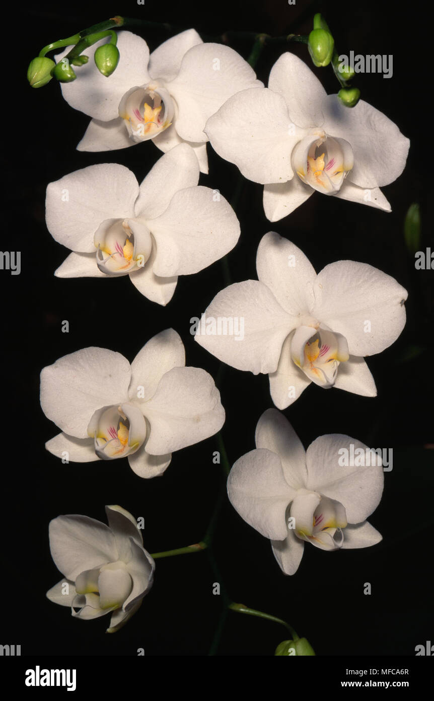 ORCHID flowers Phalaenopsis aphrodite The Philippines Stock Photo Alamy