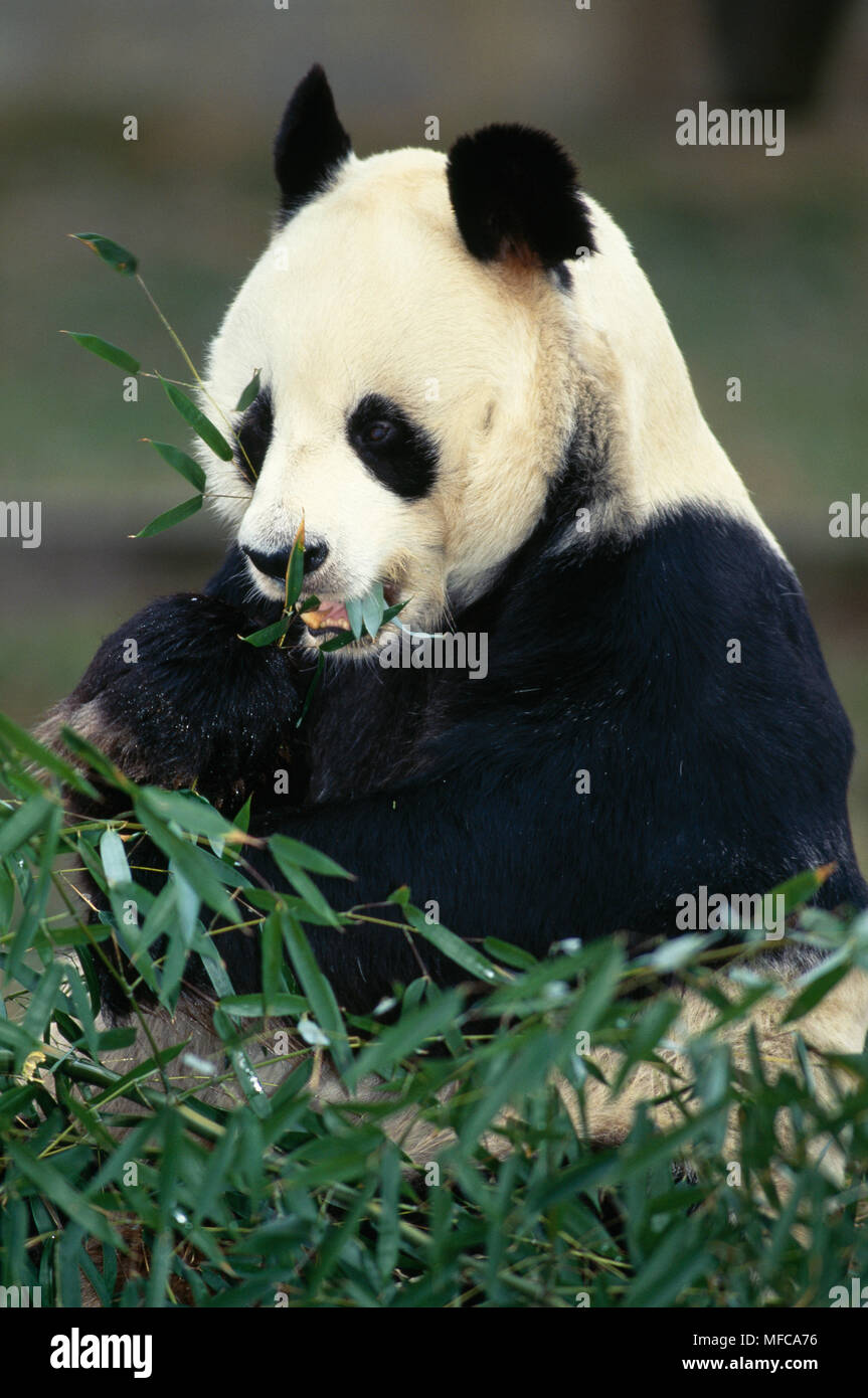 Washington dc zoo panda hi-res stock photography and images - Alamy