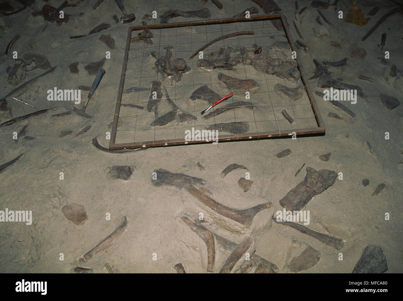 Dinosaur excavation fossils hires stock photography and images Alamy