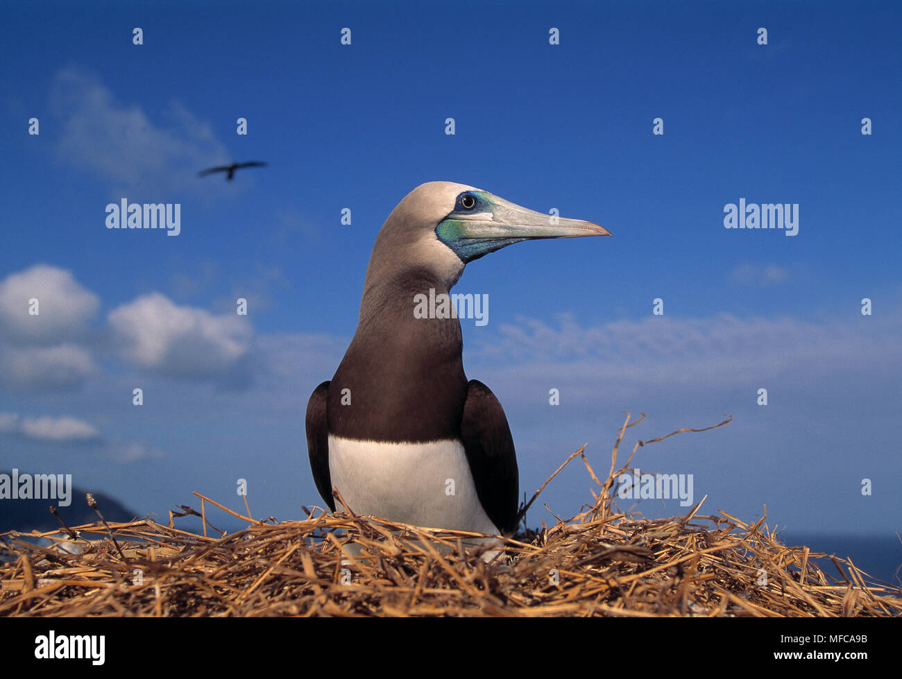 BROWN BOOBY    on nest Sula leucogaster    Cabo Blanco Island, Costa Rica Stock Photo