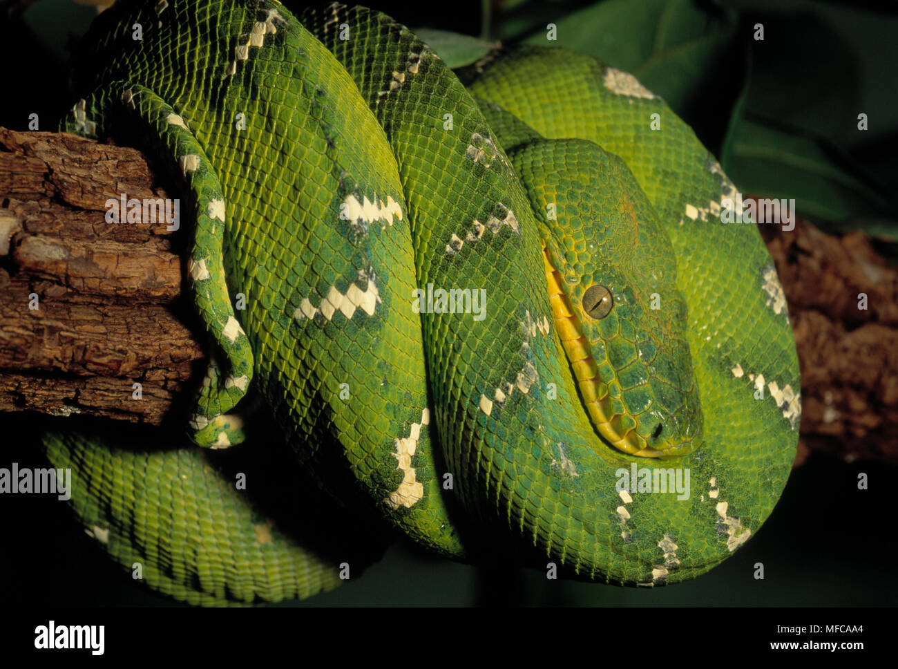 EMERALD TREE BOA Corallus caninus South America Stock Photo - Alamy