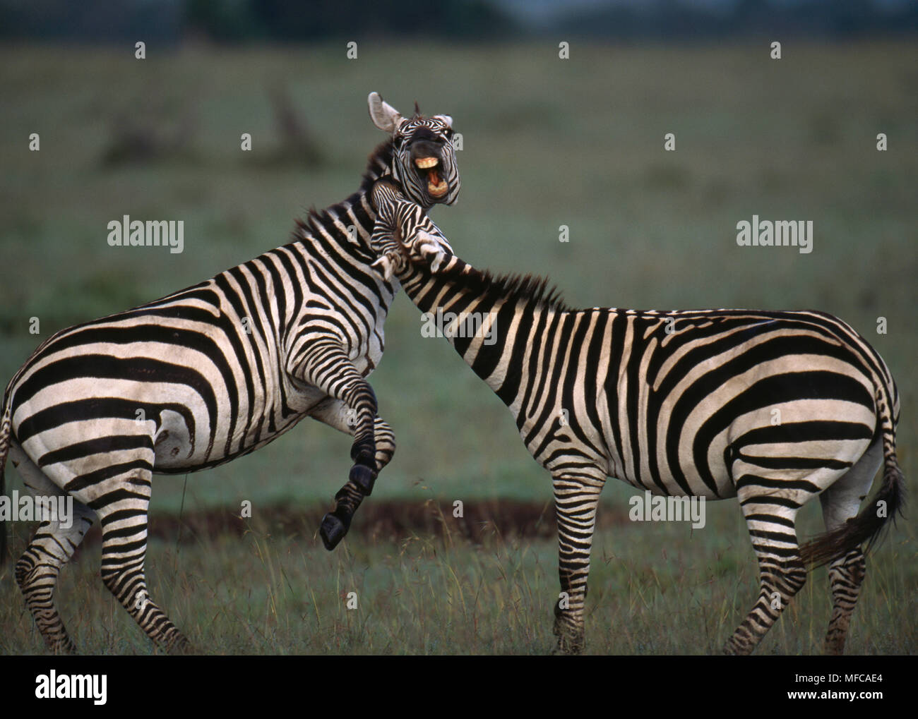 Two burchell's zebra fighting hires stock photography and images Alamy