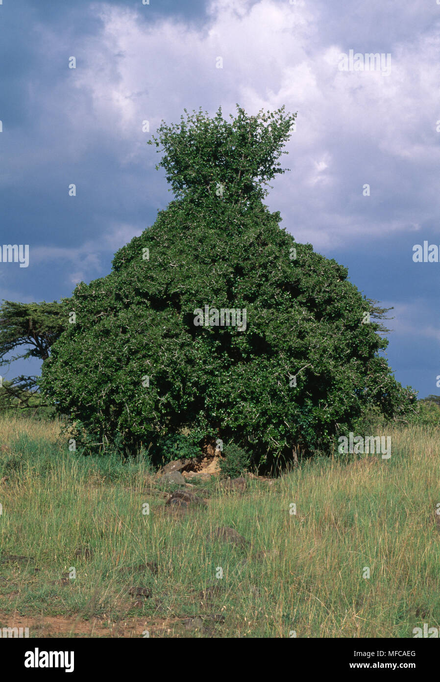 TREE browsed by giraffes Balanites sp.  Masai Mara Reserve, Kenya Stock Photo