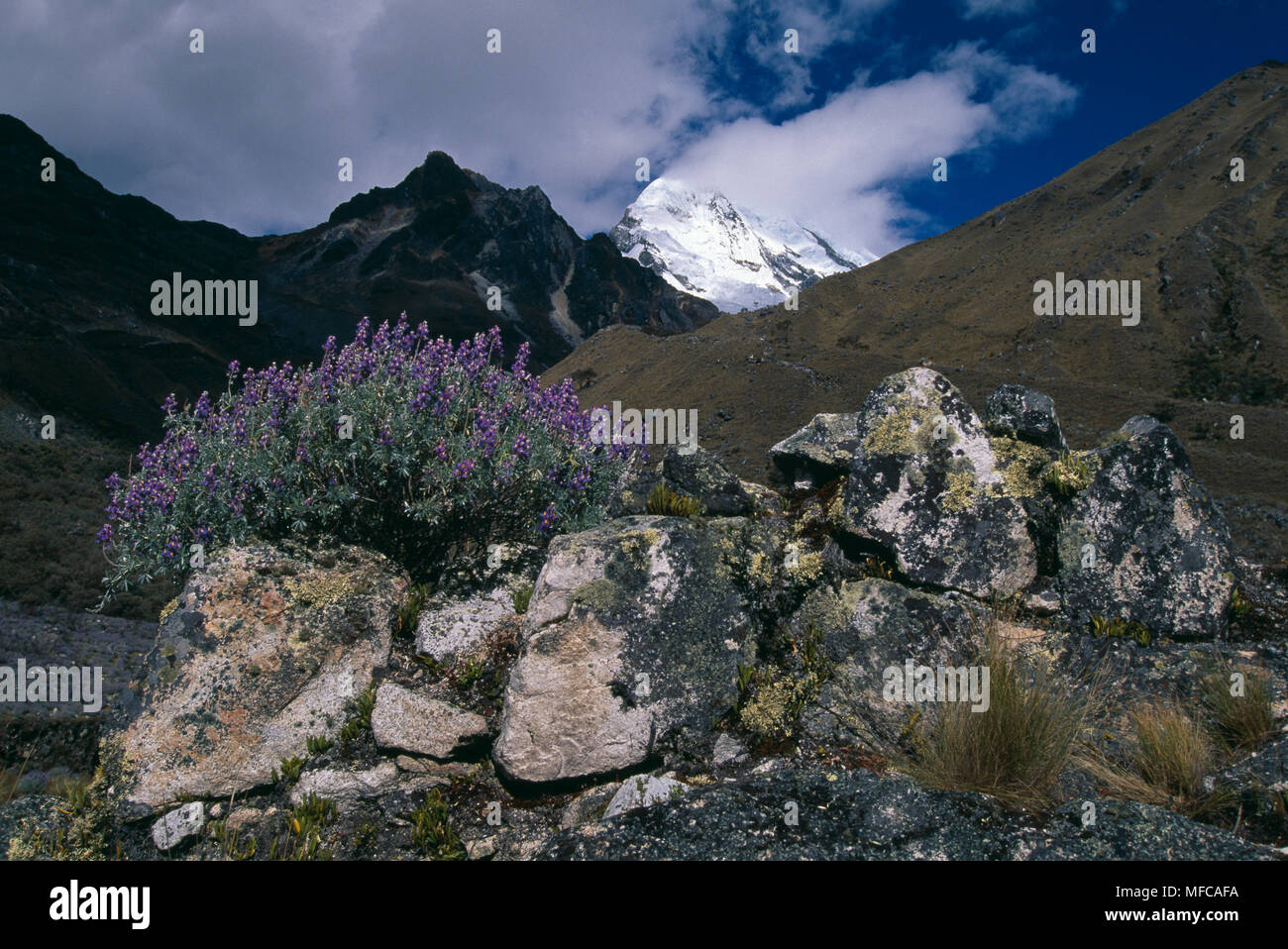 MOUNT CHOPICALQUI  6354m with Lupin clump at 4000m  Cordillera Blanca, Andes, Peru Stock Photo