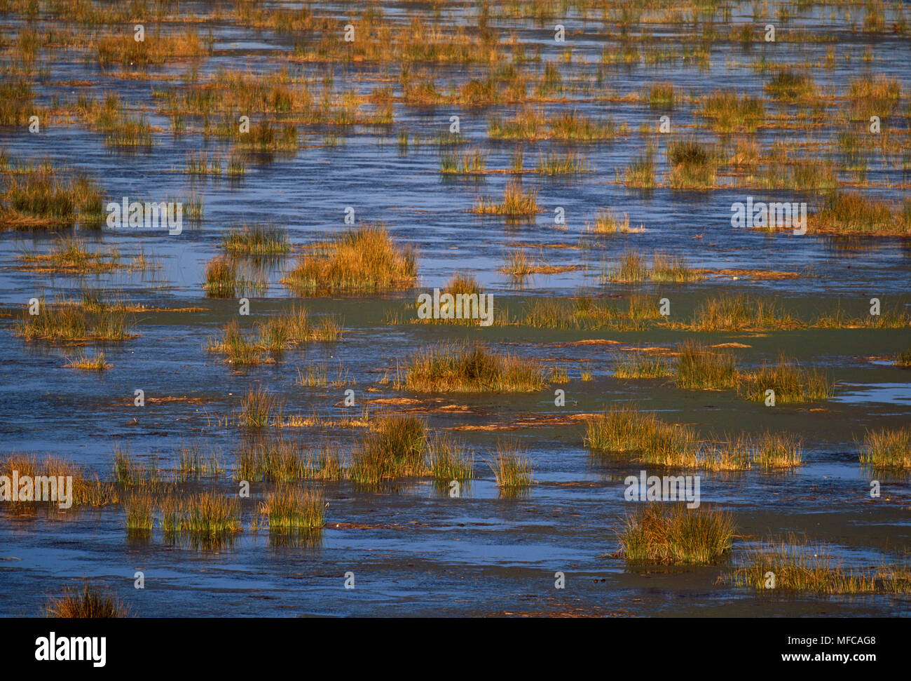 South american reed hi-res stock photography and images - Alamy