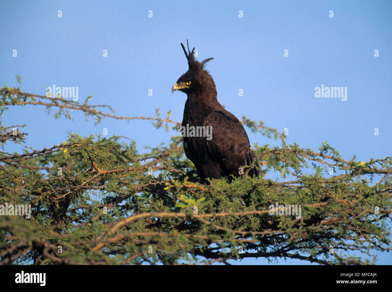LONG-CRESTED EAGLE Spizaetus occipitalis Masai Mara National Reserve, Kenya. Stock Photo