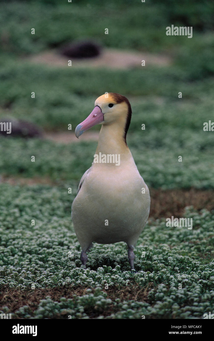 SHORTTAILED ALBATROSS Diomedea albatrus subadult Endangered species