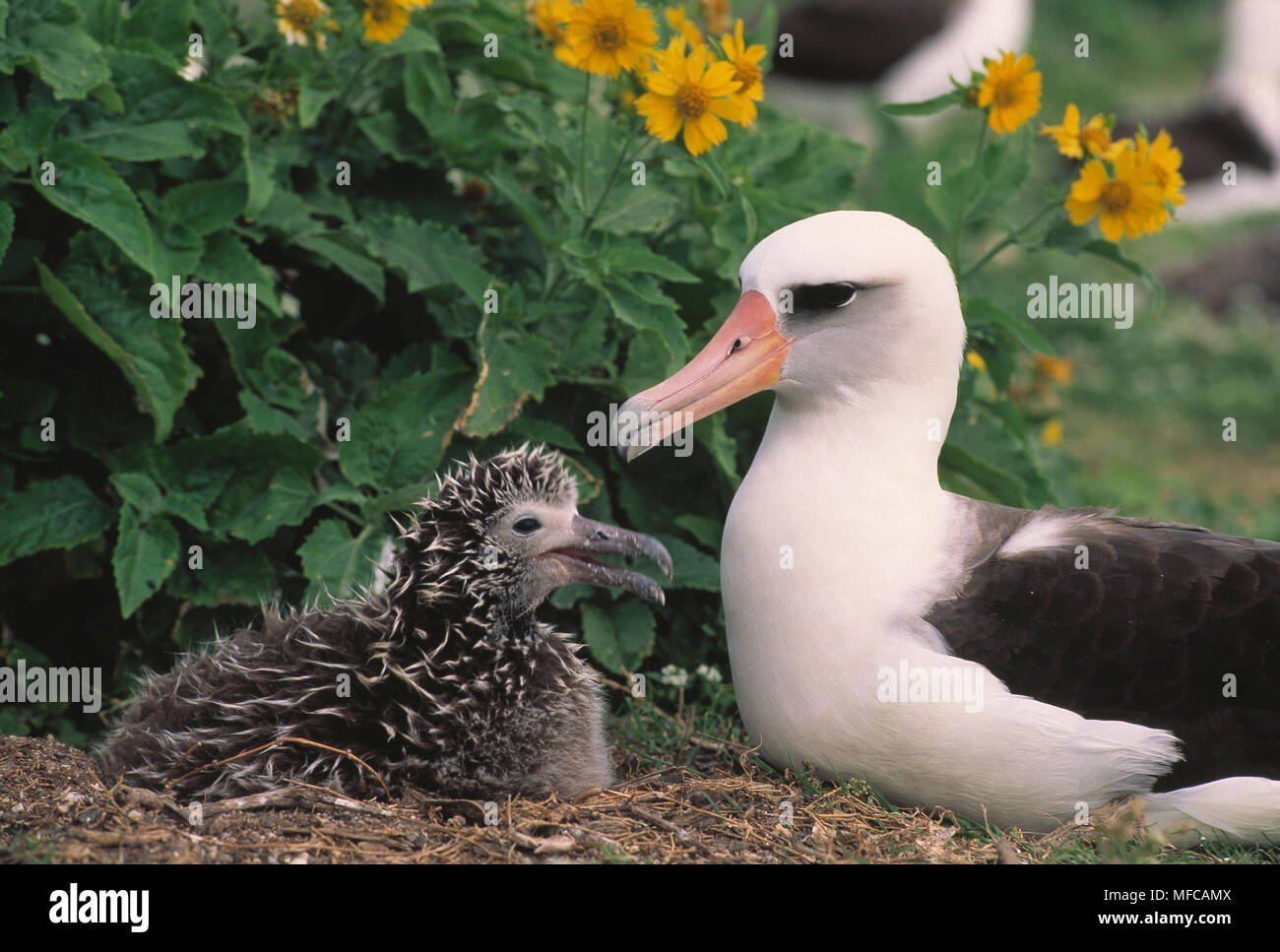 LAYSAN ALBATROSS with chick Diomedea immutabilis Midway Atoll, nw Hawaii Is. Stock Photo