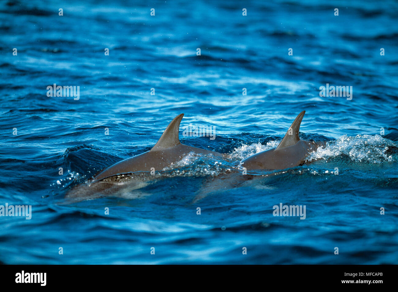 SPINNER DOLPHINS Hawaiian race Stenella longirostris two swimming at ocean surface Midway Atoll, Hawaii, USA. Stock Photo