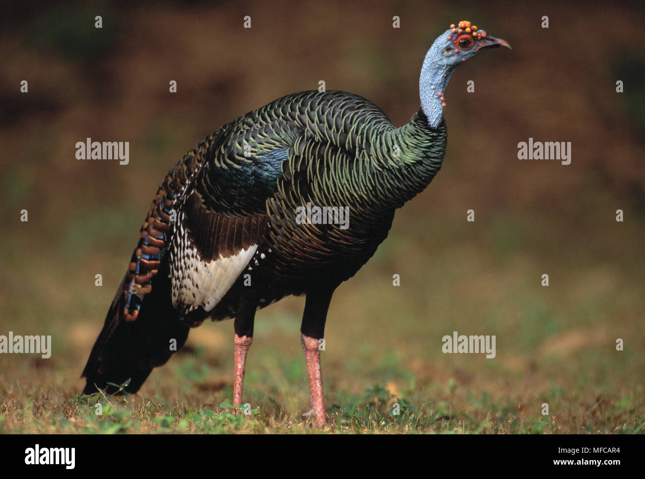 OCELLATED TURKEY Agriocharis ocellata Tikal Maya Ruins, Guatemala, Central  America. Endangered species Stock Photo - Alamy
