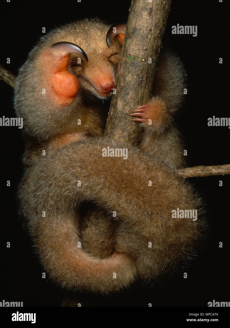 TWO-TOED or SILKY ANTEATER  Cyclopes didactylus  sleeping on Mangrove  Caroni Swamp, Trinidad, West Indies Stock Photo