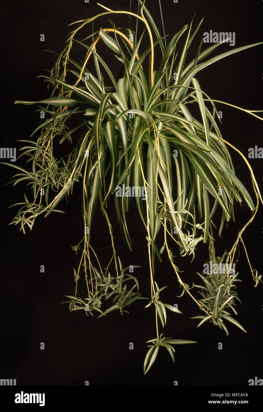SPIDER PLANT with plantlets Chlorophytum comosum Reproduces asexually