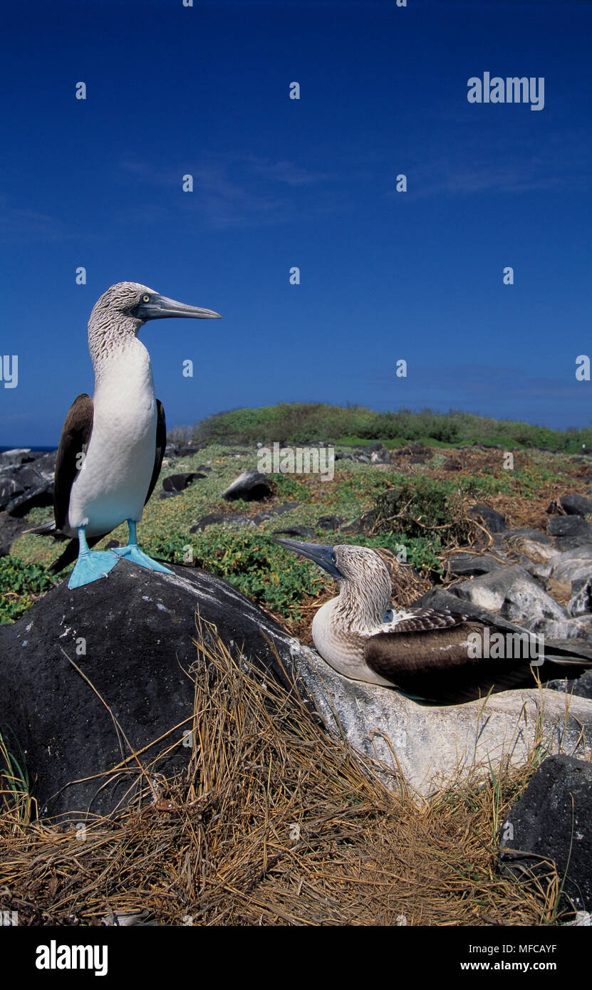 BLUE-FOOTED BOOBY Sula nebouxii male & female at nest  Hood Island, Galapagos Isands Stock Photo