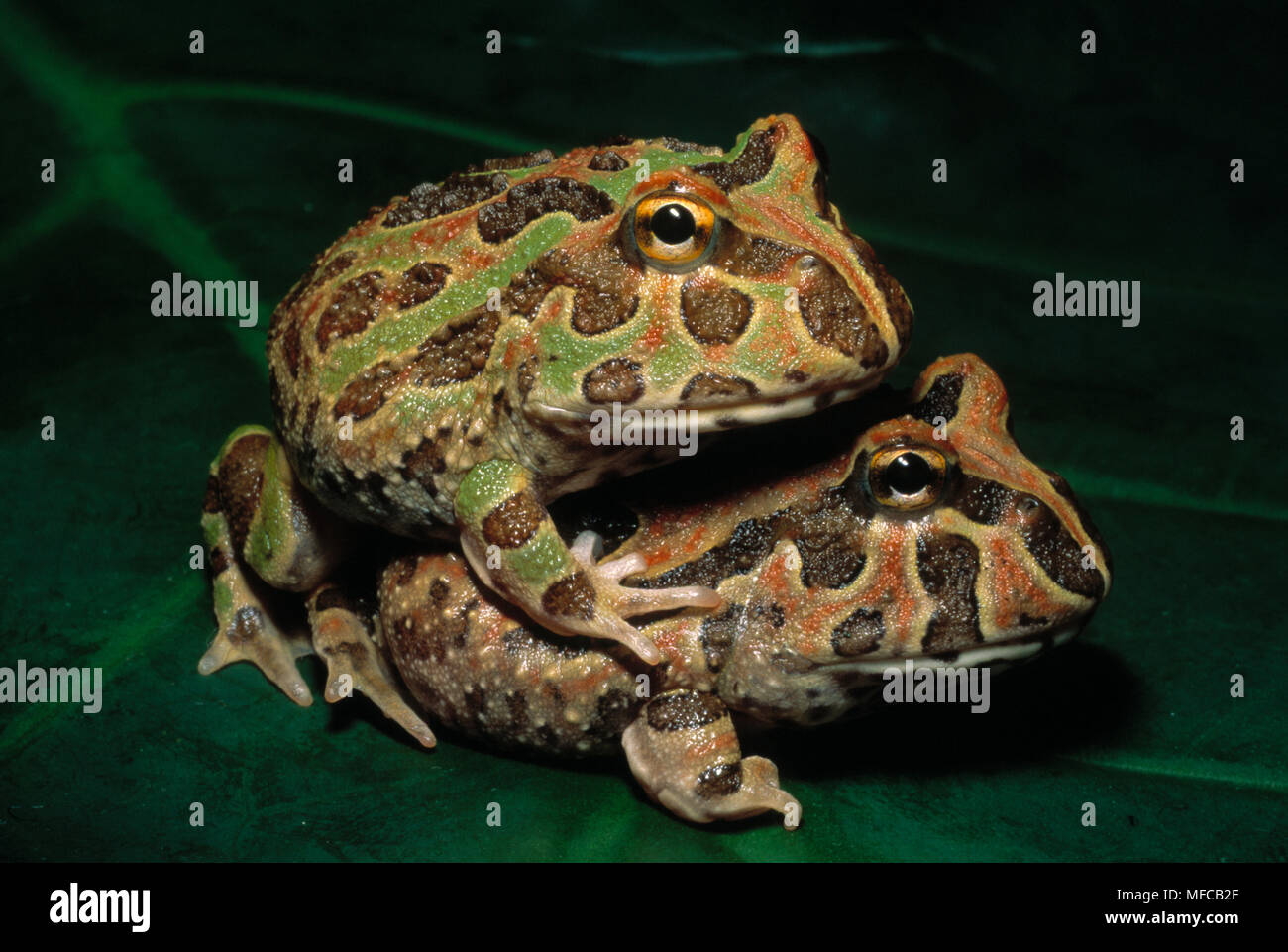 SURINAM HORNED FROG     Ceratophrys cornuta two young,  Also called Wide-Mouthed Frog Stock Photo