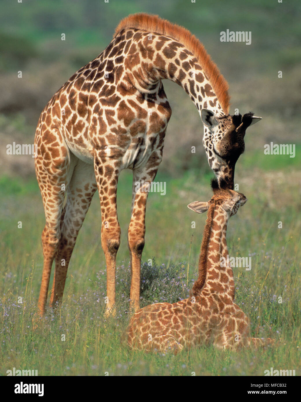MASAI or KENYAN GIRAFFE  Giraffa camelopardalis tippelskirchi adult with resting young  Serengeti National Park, Tanzania Stock Photo