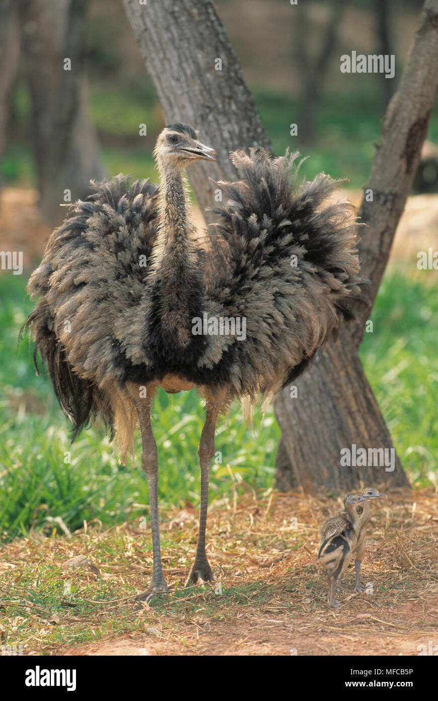 COMMON or GREATER RHEA Rhea americana with young, Pantanal, Mato Grosso, Brazil Stock Photo