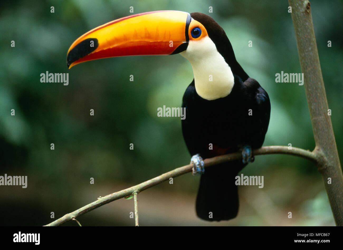 TOCO TOUCAN Ramphastos toco Iguazu Falls National Park, Brazil Stock Photo