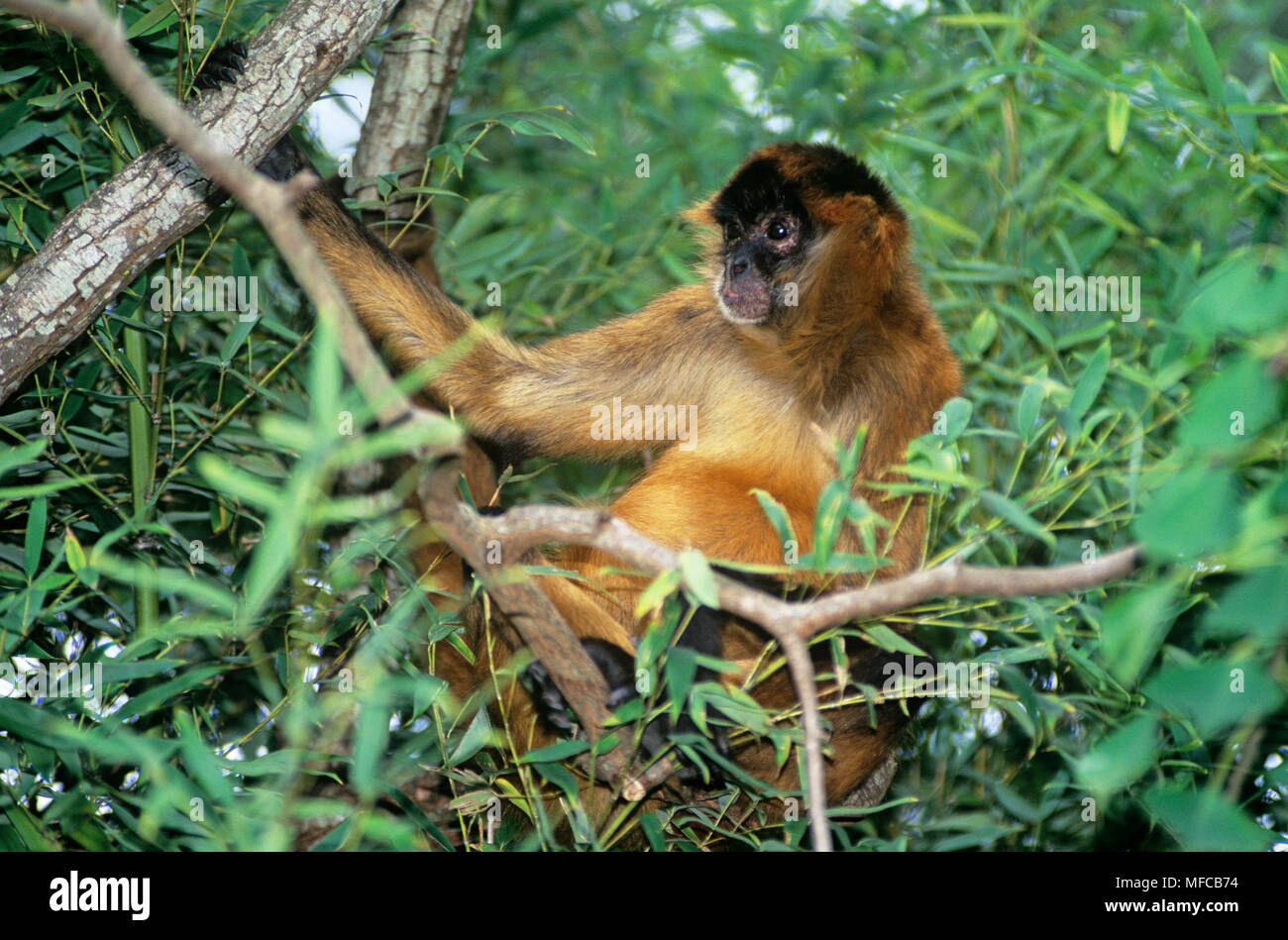 CENTRAL AMERICAN SPIDER MONKEY Ateles geoffroyi panamensis in tree. Panama. Endangered. Stock Photo