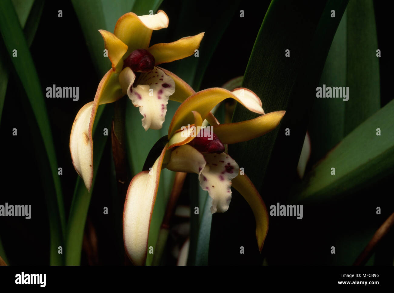 ORCHID  flowers in the wild Maxillaria consignia Itatiaia National Park, SE Brazil Stock Photo