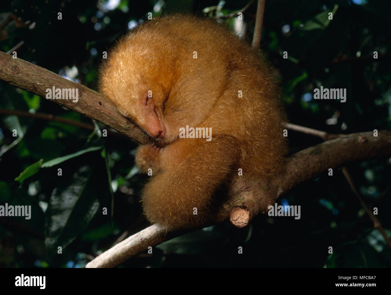 TWO-TOED or SILKY ANTEATER  Cyclopes didactylus sleeping on branch of tree  Caroni Swamp, Trinidad, West Indies Stock Photo