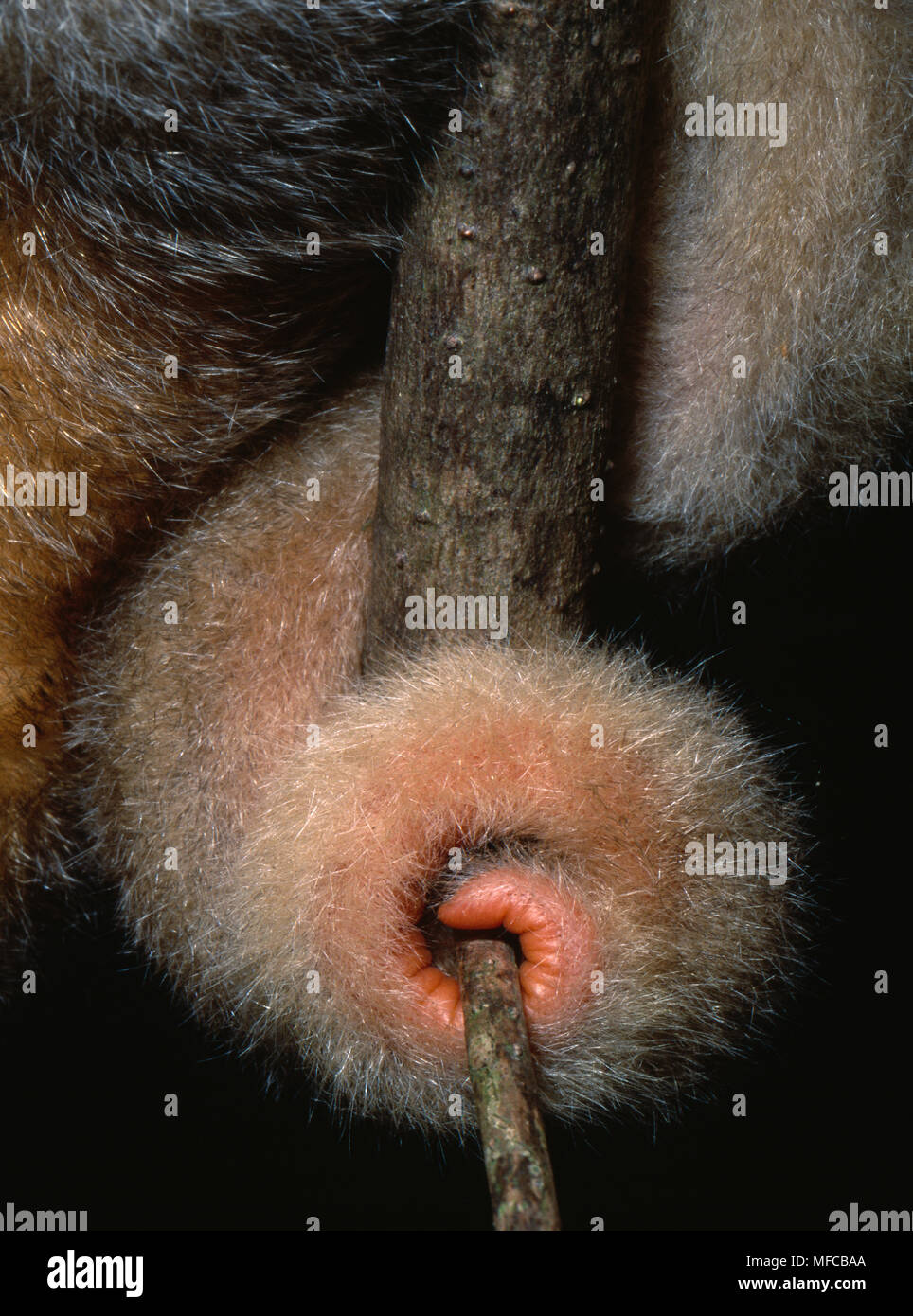 TWO-TOED or SILKY ANTEATER  Cyclopes didactylus  close-up of prehensile tail Caroni Swamp, Trinidad, West Indies Stock Photo