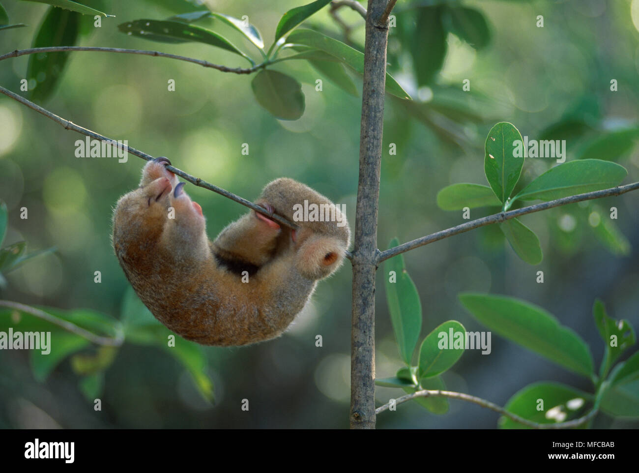 TWO-TOED or SILKY ANTEATER Cyclopes didactylus sleeping, suspended on branch  Caroni Swamp, Trinidad, West Indies Stock Photo