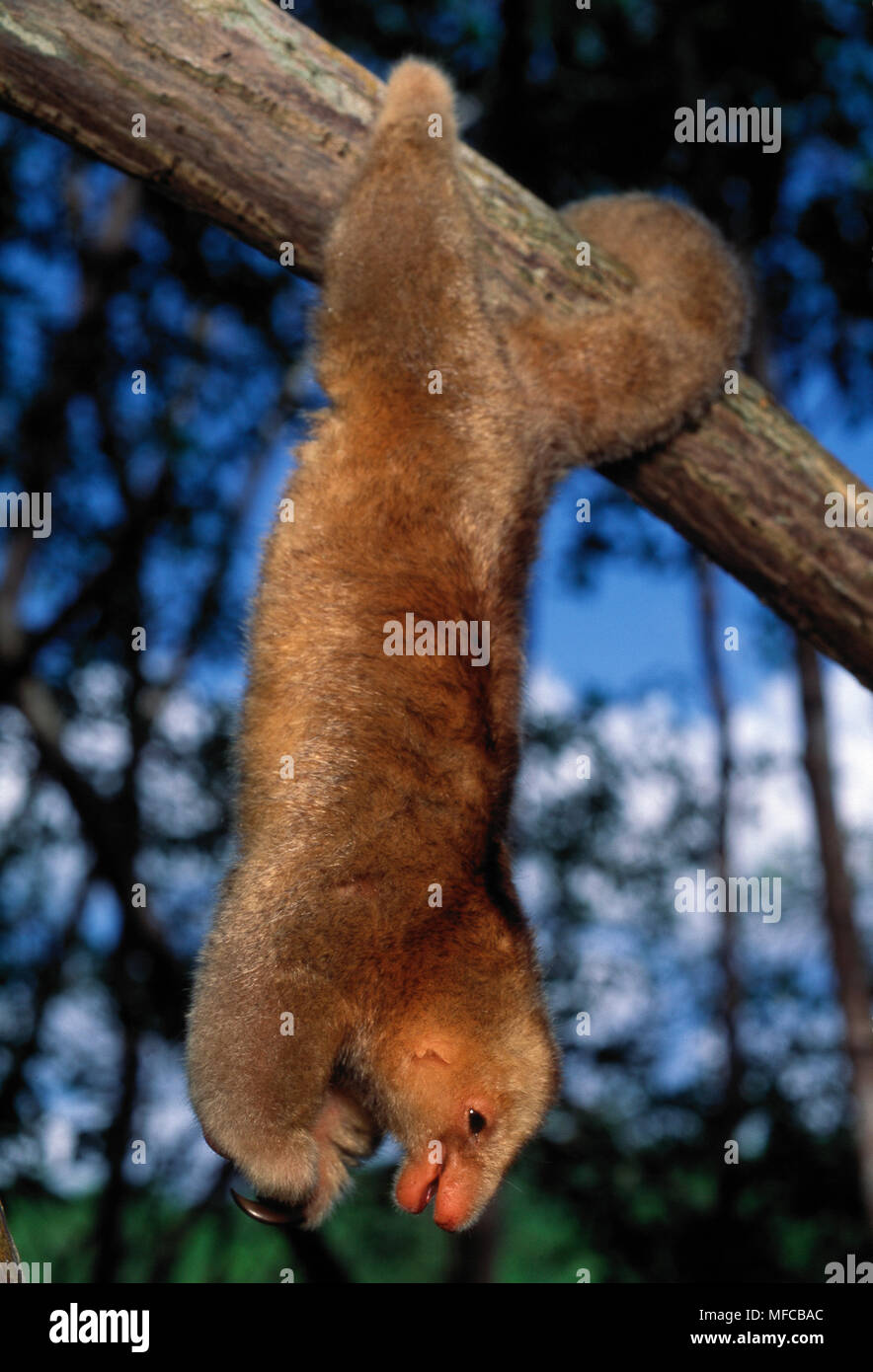 TWO-TOED or PYGMY ANTEATER Cyclopes didactylus hanging from branch, Caroni Swamp, Trinidad, West Indies. Stock Photo