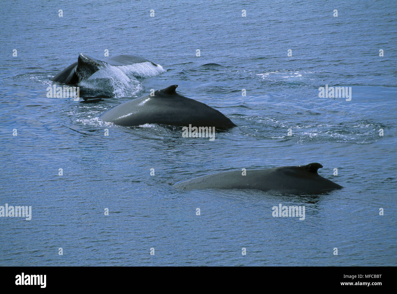 whale-pod-migration-hi-res-stock-photography-and-images-alamy