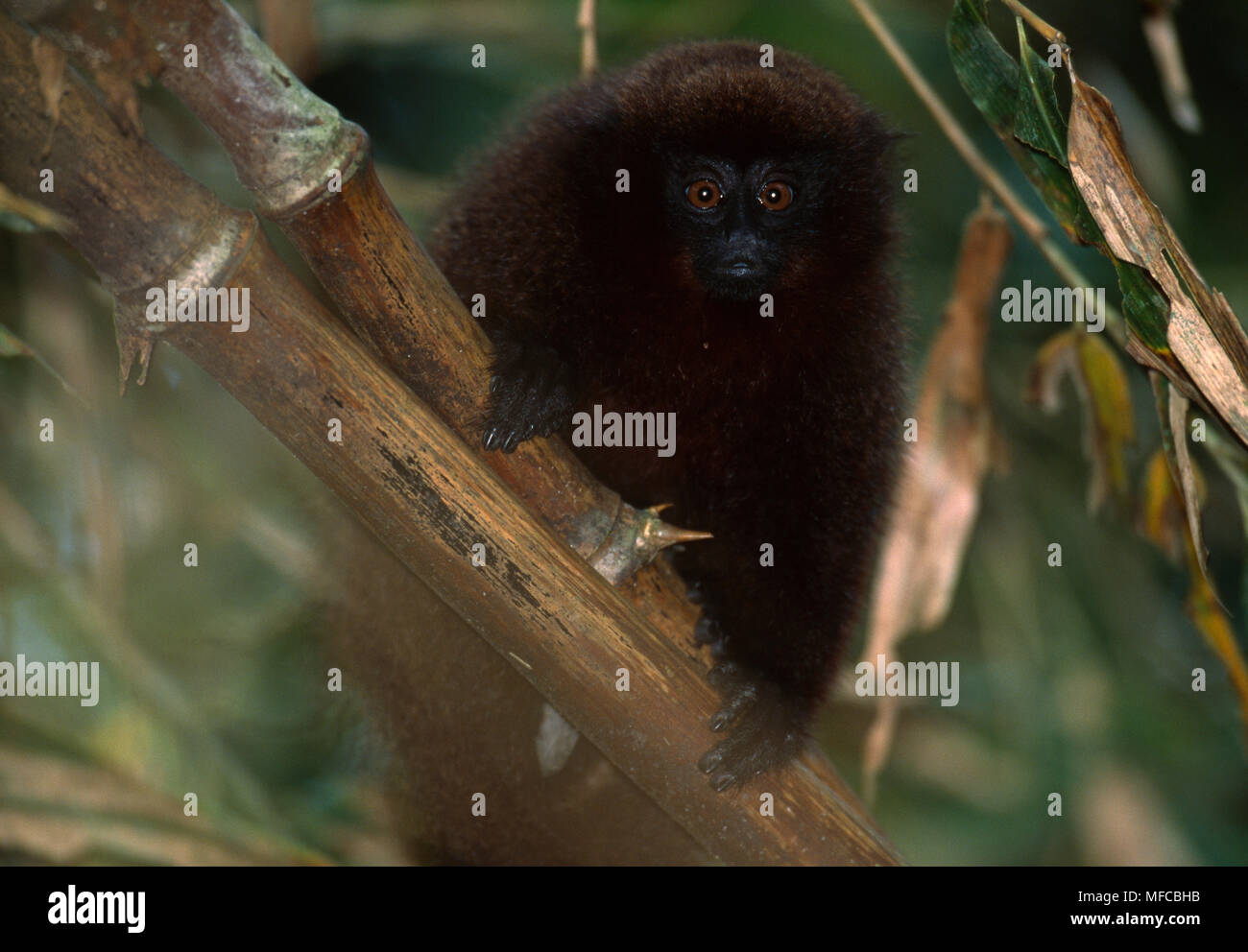 Dusky titi callicebus moloch hi-res stock photography and images