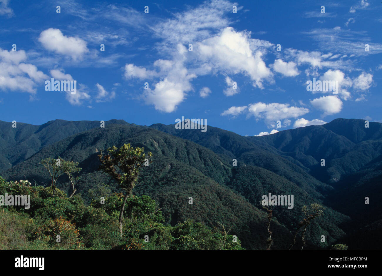 PODOCARPUS NATIONAL PARK  Andes, Ecuador.  High mountains in Loja Province. Stock Photo
